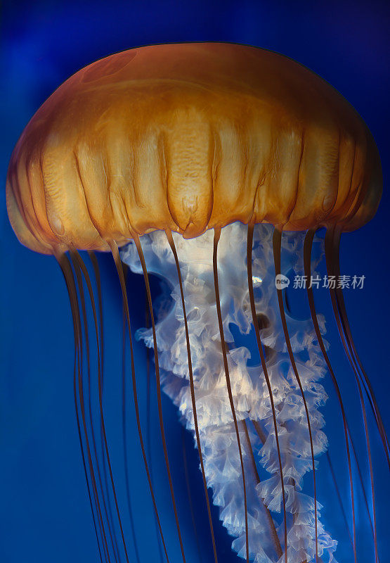 太平洋荨麻(Chrysaora fuscescens)，或西海岸荨麻，是一种分布广泛的浮游孢子动物，或水母，“水母”或“水母”，生活在太平洋东北部。蒙特利湾，加利福尼亚。